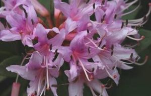 南邊杜鵑（原變種）