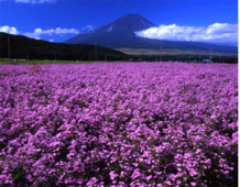 普羅旺斯的薰衣草種植基地