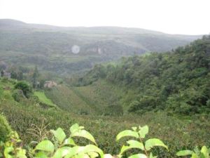 阿黑自然村 阿黑自然村