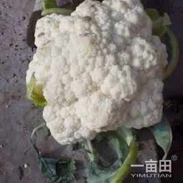 雪衣菜花 雪衣菜花