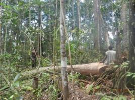 所羅門大葉紫檀 所羅門大葉紫檀