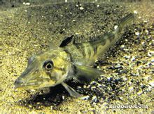 眼斑雪冰魚 眼斑雪冰魚