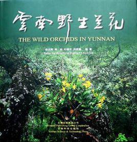 雲南野生蘭花 雲南野生蘭花