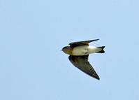 褐喉沙燕中華亞種