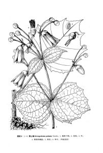 核子木屬 核子木屬