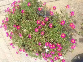 有一種花 有一種花