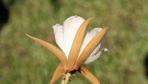 雲南翅子樹 雲南翅子樹