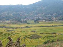 長箐村[雲南省昆明柯渡鎮長箐村委會]