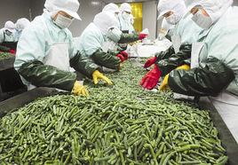 速凍蔬菜 速凍蔬菜