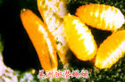 美洲斑潛蠅的蛹
