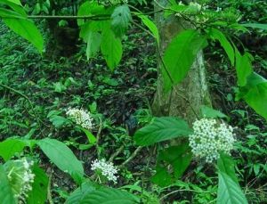 長柱山丹 長柱山丹