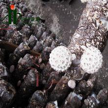 慶元富升農業，剛拍的菌棒圖