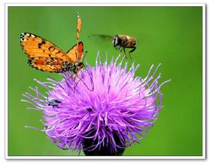 蜂蝶[蘭科植物]