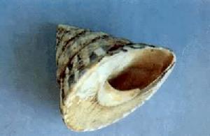 馬蹄螺科 馬蹄螺科