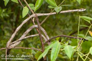 荒原藤蛇 荒原藤蛇