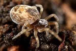 卷葉蛛科 卷葉蛛科