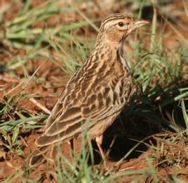 吉勒氏歌百靈 吉勒氏歌百靈