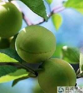 鹼性脂肪酶 鹼性脂肪酶