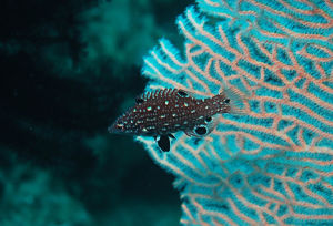 對斑狐鯛 對斑狐鯛