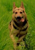 那人那山那狗[1998年霍建起執導的電影]