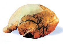 北京直立人的頭骨化石和復原像