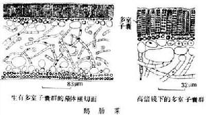 鵝腸菜屬 鵝腸菜屬