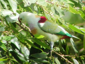銀頂果鳩 銀頂果鳩