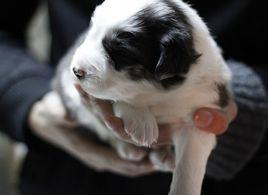 寵物驅蟲藥 寵物驅蟲藥