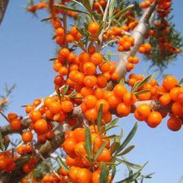 中華沙棘茶 中華沙棘茶