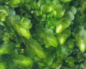 中華甲克苔 中華甲克苔