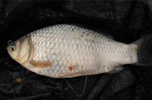 有機鯽魚 有機鯽魚