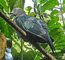 波利皇鳩 波利皇鳩