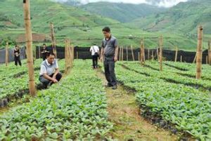 孟河苗圃 孟河苗圃