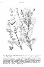 癭花香茶菜 癭花香茶菜