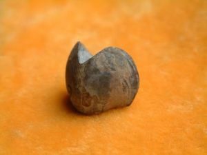 揚子貝屬 揚子貝屬