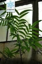 林氏觀音座蓮 林氏觀音座蓮