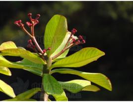 闊葉大戟 闊葉大戟