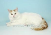 土耳其梵科迪斯貓