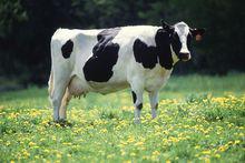 奶牛的主要品種圖鑑