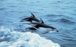 太平洋寬吻海豚