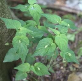 紫花堇菜 紫花堇菜