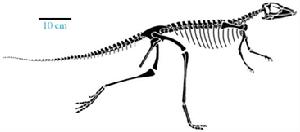 （圖）法布爾龍