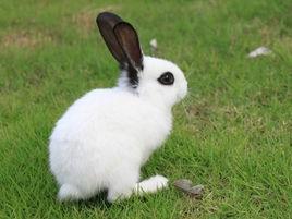 兔單克隆抗體