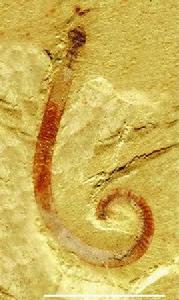 帽天山蟲 帽天山蟲