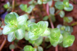 圓葉節節菜 圓葉節節菜