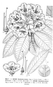 裂毛杜鵑 裂毛杜鵑