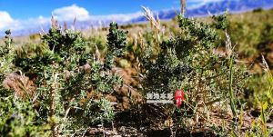 潤元本草黑枸杞 潤元本草黑枸杞