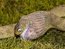 非洲食蛋蛇 非洲食蛋蛇