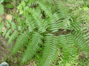 雞爪鳳尾蕨 雞爪鳳尾蕨