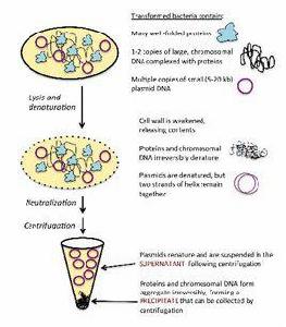 質粒抽提 質粒抽提